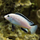 Лабидохромис белый (Labidochromis caeruleus Nkhata Bay)