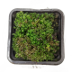 Мох тропический (Moss tropic sp)