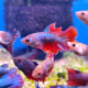 Петушок ассорти (Betta splendens)