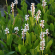 Понтедерия сердцелистная, белая (Pontederia cordata Alba) Голландия