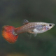 Гуппи слоновьи уши краснохвостые (самка) (Poecilia reticulata)