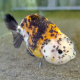 Золотая рыбка Ранчу ситцевый L (Carassius auratus)