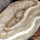 Королевский питон Vanilla Cream, М