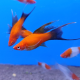 Меченосец красный чернохвостый вилочный L (Xiphophorus helleri)
