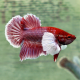 Петушок супердельта слоновье ухо (самка) (Betta Splendens)