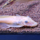 Сом анциструс золотой голубоглазый (самки) L144 (Ancistrus sp.)
