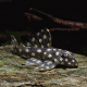 Сом гипанциструс Карликовый Инспектор L471 (Hypancistrus sp.)