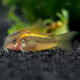 Сом коридорас Голд Страйп (Corydoras Aeneus Peru Gold Stripe)