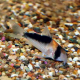 Сом коридорас дупликареус (Corydoras duplicareus)