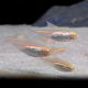 Тетра грацилис голд (Hemigrammus erythrozonus var. gold)