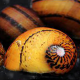 Улитка неритина О-ринг (Neritina natalensis O-ring)