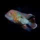 Акара бирюзовая (XL) (Andinoacara rivulatus)