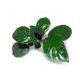Анубиас Бартера (в горшке) (Anubias barteri var. barteri)