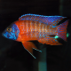 Аулонокара Ред Рубин (Aulonocara sp. Red Rubin)