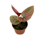 Бегония (Begonia Brevirimosa)