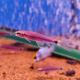 Водорослеед сетчатый "Бородоед" GLO пурпурный (Crossocheilus reticulatus)