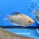 Гурами золотой S (Trichopodus trichopterus)