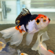 Золотая рыбка Оранда фэнси триколор (Carassius auratus)