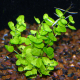 Кардамин лирата (с грузом) (Cardamine lyrata)