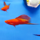 Меченосец красный флаговый (Xiphophorus helleri var.)