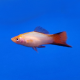 Меченосец розовый Комета XL (Xiphophorus hellerii var.)