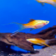 Меченосец розовый флаговый лирохвостый L (Xiphophorus hellerii)