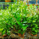 Незея трифлора (с грузом) (Nesaea Triflora)