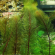 Перистолистник красный (ветка) (Myriophyllum matogrossense Red)