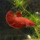 Петушок плакат красный (самец) (Betta splendens)