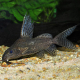 Сом Синодонтис (XL) (Synodontis sp.)
