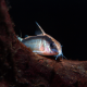 Сом коридорас аркуатус (Corydoras arcuatus)