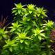 Тонина речная (с грузом) (Tonina fluviatilis)