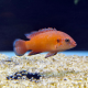 Хромис эксул (M) (Hemichromis exsul)