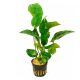 Анубиас Бартера полосатый (L) (в горшочке) (Anubias barteri var.Striped)