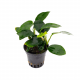 Анубиас нана копьевидный (в горшочке) (Anubias nana Spear Leaf)