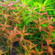 Лимнофила репенс (с грузом) (Limnophila repens)