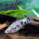 Меченосец черный мраморный (Xiphophorus helleri)