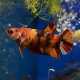 Петушок Кои (самка) (Betta splendens)