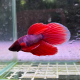 Петушок сиамский Камбоджийский красный (самец) (Betta splendens)