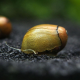 Улитка неритина Тыква (Neritina sp.)