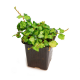 Фикус (Ficus Pumila Tricolor)