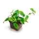 Фикус (Ficus Sagittata)