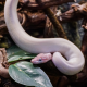 Королевский питон Super Mojave