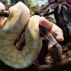Королевский питон Banana pastel fire hypo, S-M (Германия)