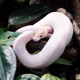 Королевский питон (Ivory) S