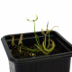 Росянка (Drosera Binata)