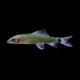 Водорослеед сетчатый "Бородоед" GLO зеленый (Crossocheilus reticulatus)