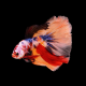 Петушок Супердельта Немо (самец) (Betta splendens)