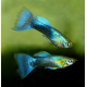 Гуппи Бирюзовые синехвостые (самцы) (Poecilia reticulata)