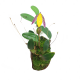 Орхидея (Bulbophyllum Bolsteri) S